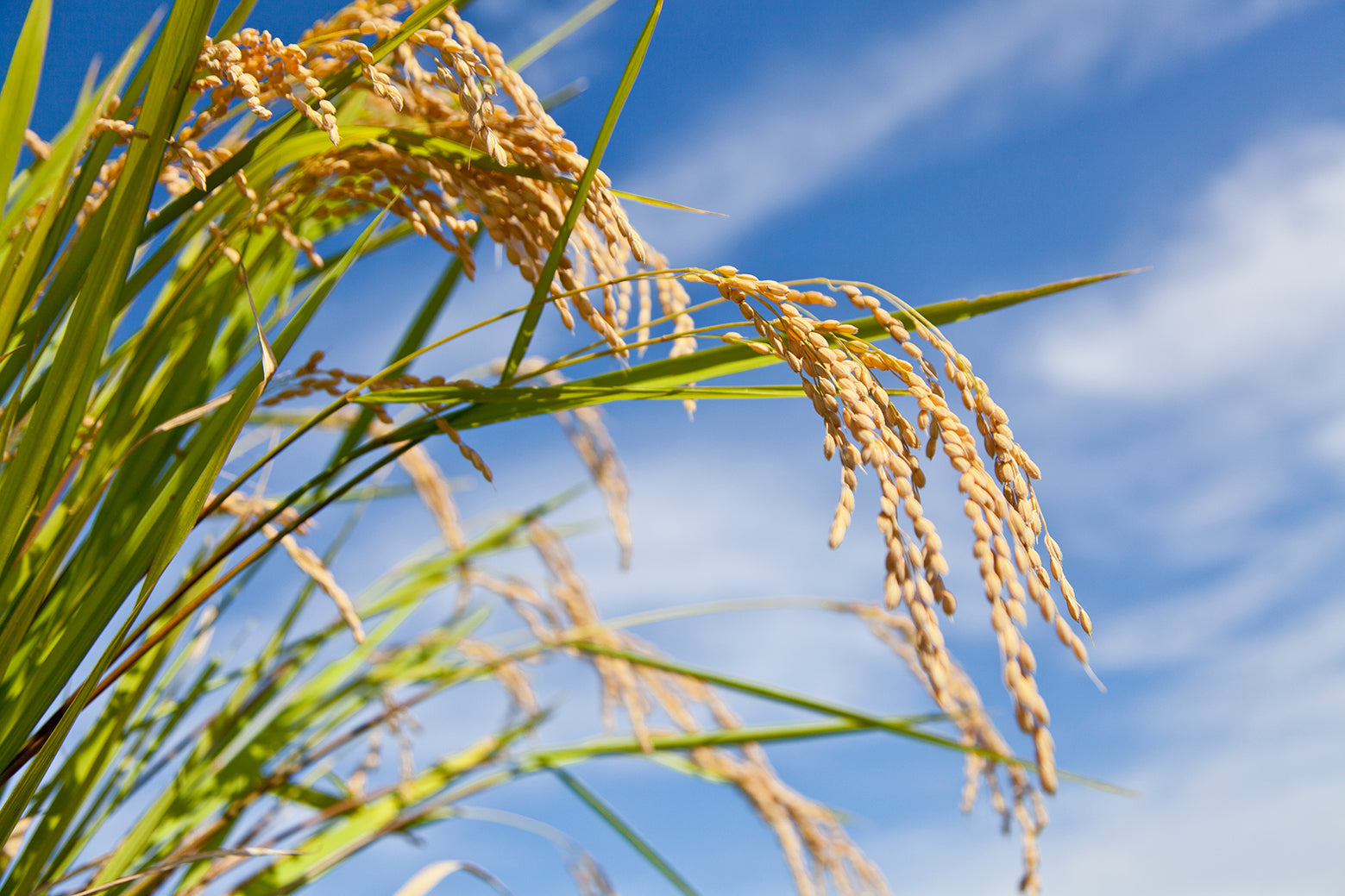 FERMENSTATION お米でできたアウトドアスプレー