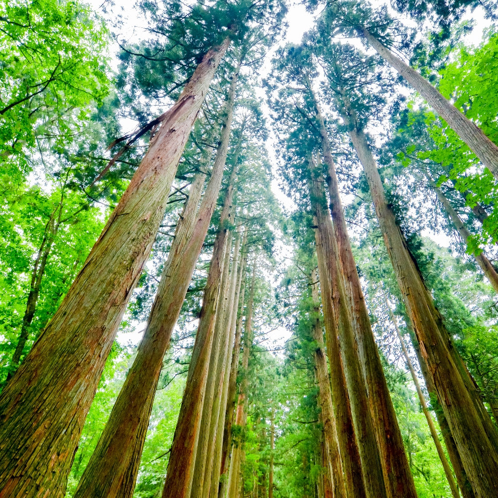 FERMENSTATION お米でできたアウトドアスプレー